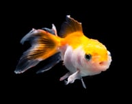 Goldfish.jpeg